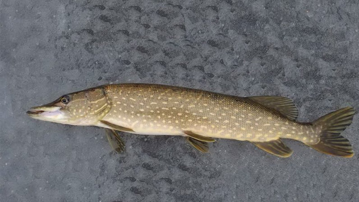 Почему речная рыба может стать вашим лучшим выбором для здорового питания