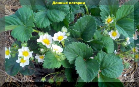 Плохое цветение клубники: основные причины и советы по уходу