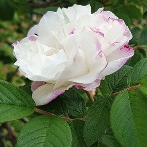 Канадские розы: стоит ли выбирать неприхотливые сорта для вашего сада