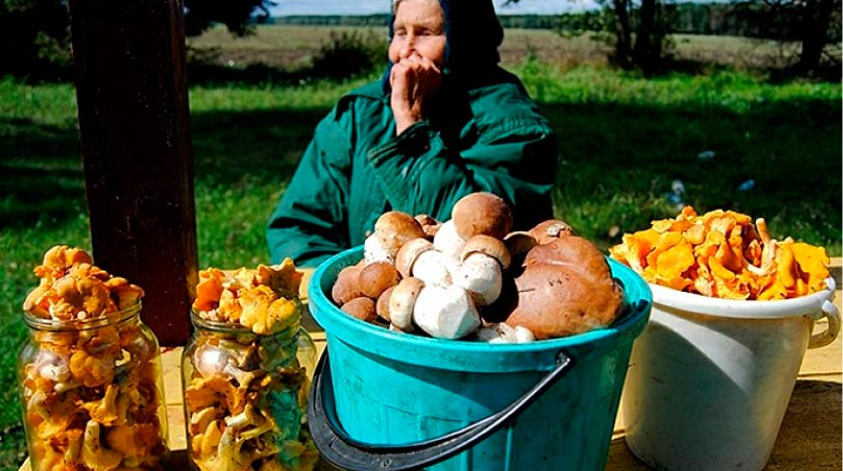 Почему стоит избегать покупки грибов с рук: шокирующая история