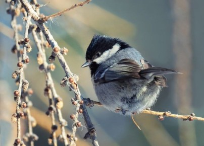 � ������ ���������� �������� ������ ������