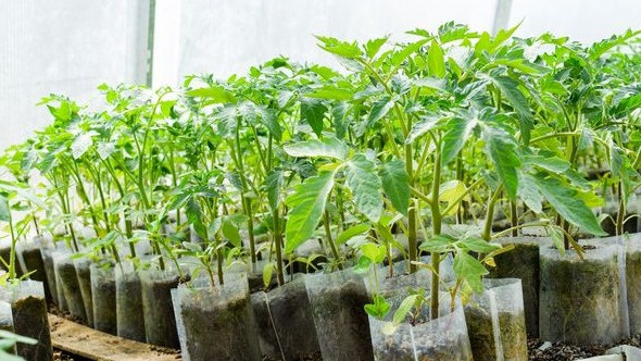 Как финский метод полива изменил мою рассаду за две недели