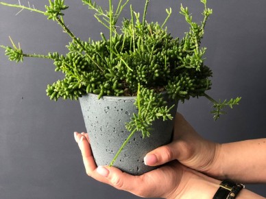 ��������: ������������ ������ ������ ��� ������ ����