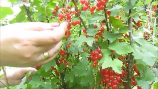 ��� ����� ����������� ���� �� ������� ��������� �� ����