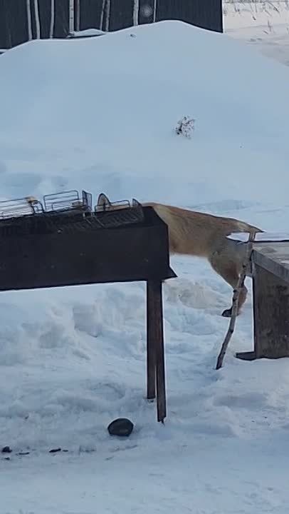 Ох и Лиса Патрикеевна! Пришла на запах шашлыка в коттеджный поселок «Березовый стан»