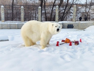 Омичей приглашают в Большереченский зоопарк на День полярного медведя