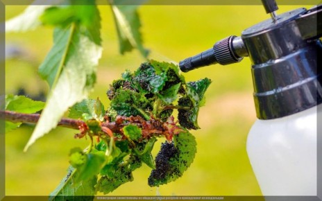 Как с помощью соды и одеколона побороть тлю на вашем участке