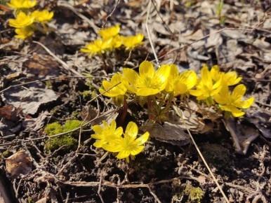 Когда весна зовет: секреты успешной посадки первоцветов на даче