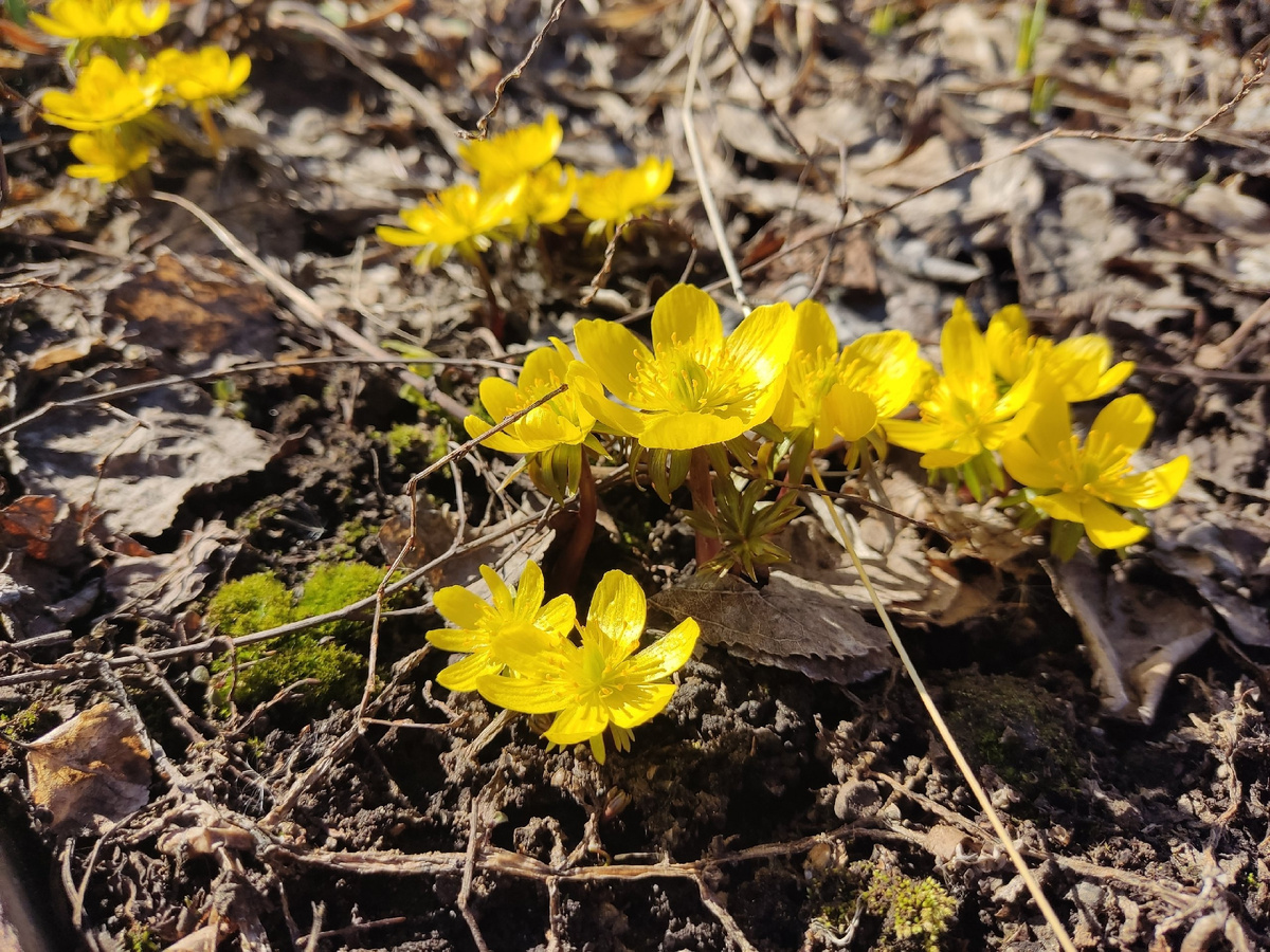 Когда весна зовет: секреты успешной посадки первоцветов на даче