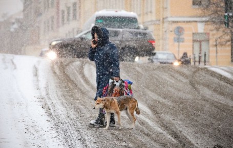Кабмин одобрил закон о конфискации животных у жестоких владельцев