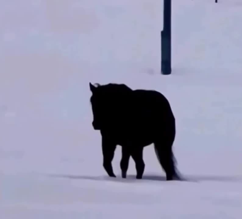 ������� ��� �������� � ����, �������