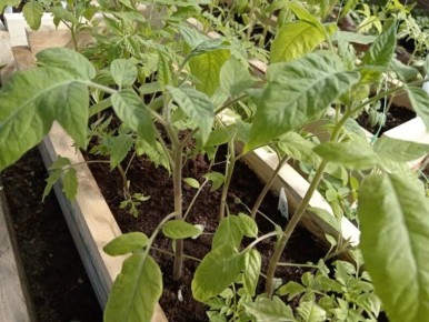 Как спасти рассаду от майских заморозков: советы огородникам