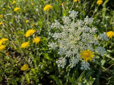 Натургарден: искусство или случайный беспорядок?