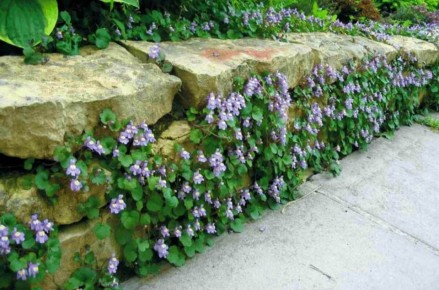 ���������� ���������: ��������� �������� ��� �������� ������� ������ ����