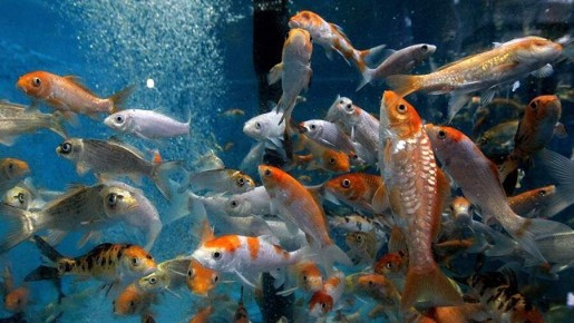 Почему некоторые животные поедают своих детенышей: научное объяснение