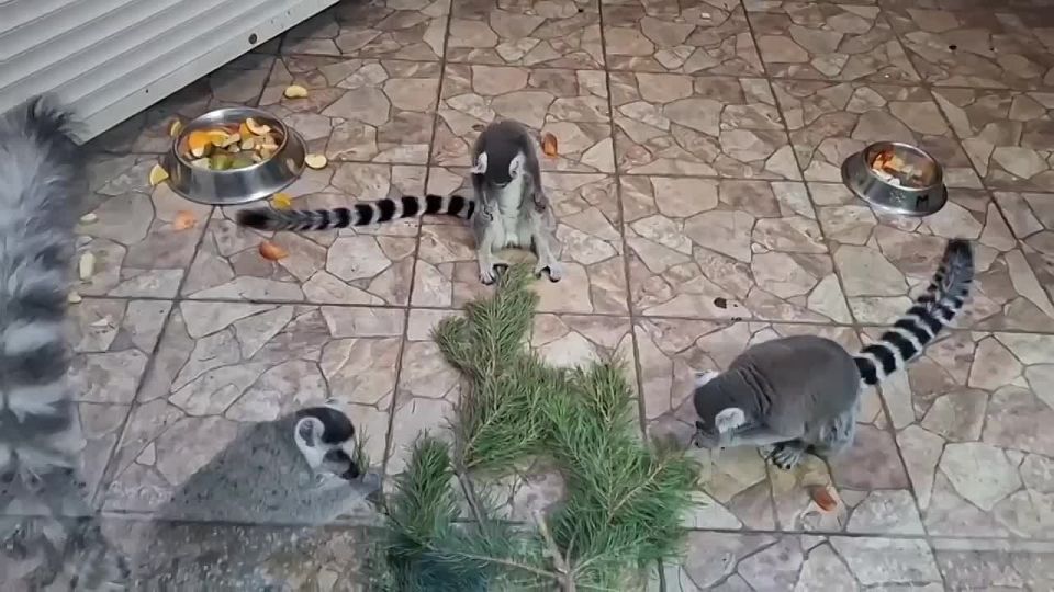 ���������� ���� ����� ������ ����� � ������ ��������