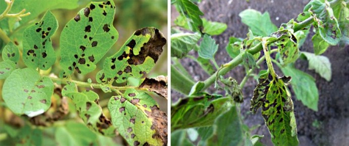 ����� ������ � ����������: ���������������� ���� ��� ������ �������