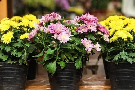 ��� ��������� �� ��������� �����������: �������� ������ ��� ����������