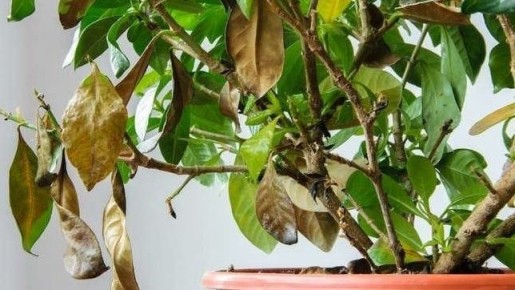 ��� ������� ������ ����� �������� ��� �����: ������ ������ ���������