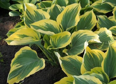 ��� ������� ��������� ����� ��� �����: ������ �� �������