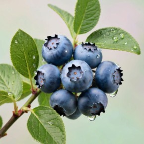 ��� ��������� ��������: ������������ ������ ��� ��������