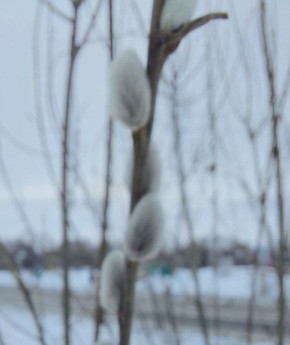 Зимнее чудо: в Черлаке зацвела верба