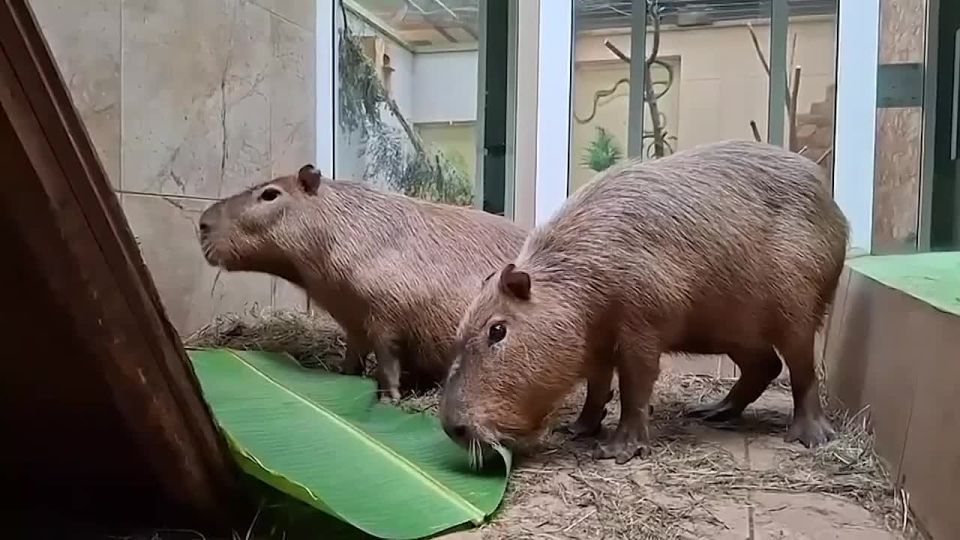 � ������ �������� ��������� � ��� �������� ������