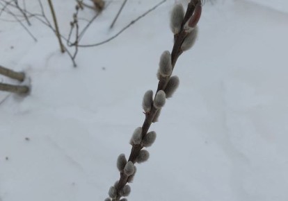 � ������ ������� ��������� ���� ������� �����