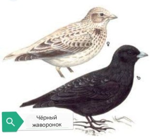 ����� �� �������: � ������ ������� �������� ������ ��������� ����