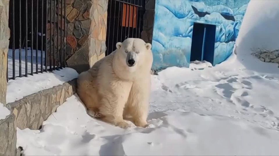 Полярная леди Большеречья. В Большереченском зоопарке вновь делятся моментами с Думкой — той самой белой медведицей, мимо которой невозможно пройти