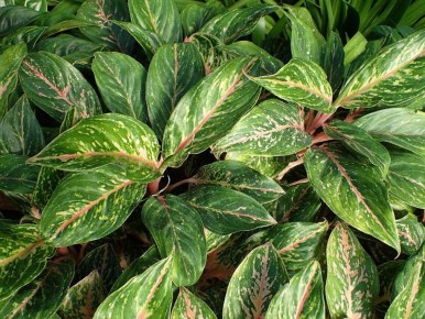 ��������� �����������: ����� ������������, ������� ��������