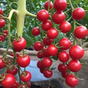 ������� ������ ������� �������: ������� ����������� � �����