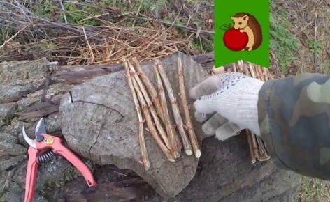 ����������� ����������� ��������� � ����������: ������� �������� ��������