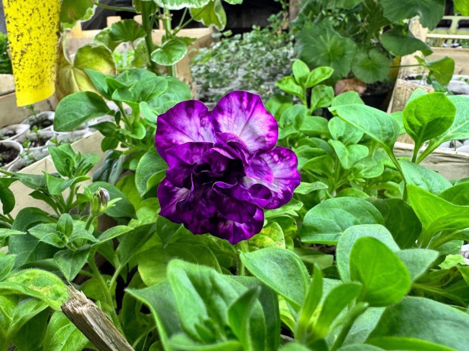 130 тысяч саженцев к весне: победительница программы «Мама-предприниматель» из Омска построила теплицу и увеличивает мощности питомника