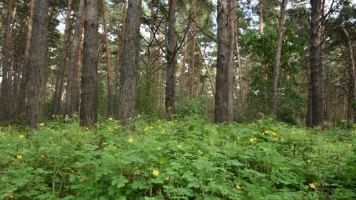 ��� ������������ ������ ������ ������� 7,8 ������� ��������� ����� � ����������