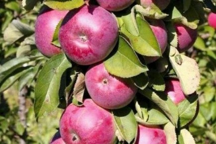 ������ ������: ��������� ������� � �������� �������