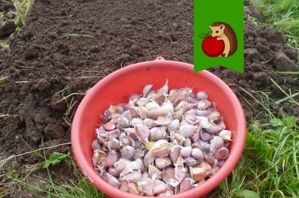 ����� ������� ����� ��� ������ ������� �������: �������� ��������� �����