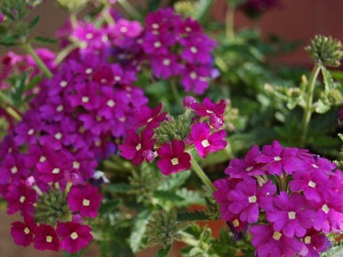 Как вырастить высокую вербену: секреты рассадного посева