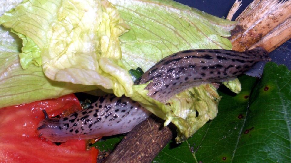 ���������� ������ �������� �� ��������: �������� ����� ��� ��������� ��������