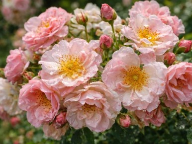 ��������� ����: ���������� � �������� ����� ��� ������ ����