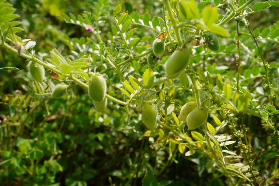 ��������: ������� �������� ��� ������ �����������