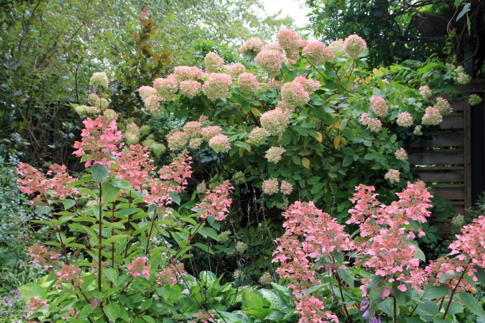 Способы осенней подкормки цветущих кустарников