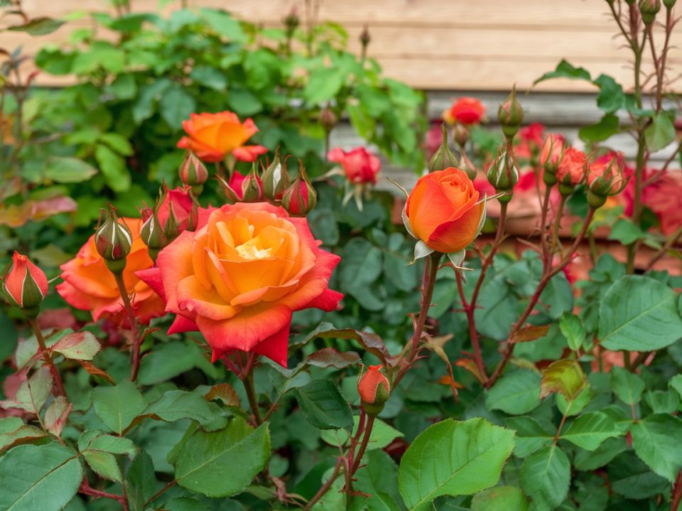 Почему розы не цветут, как в мечтах?