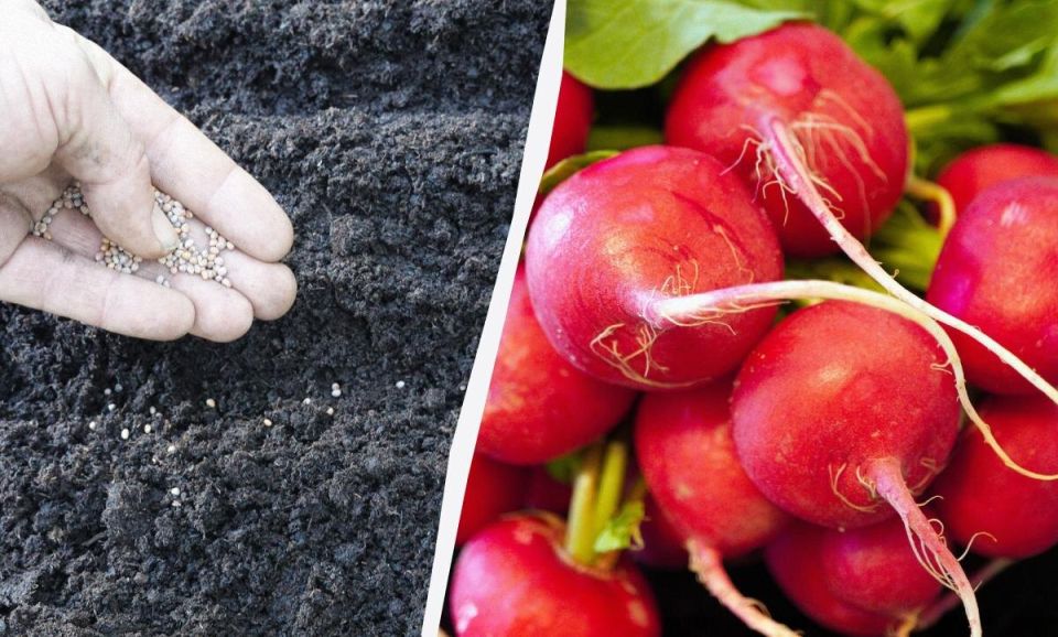 Секреты осенней посадки редиски: успеть до зимы!