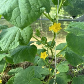 Какие культуры лучше всего подойдут после огурцов?