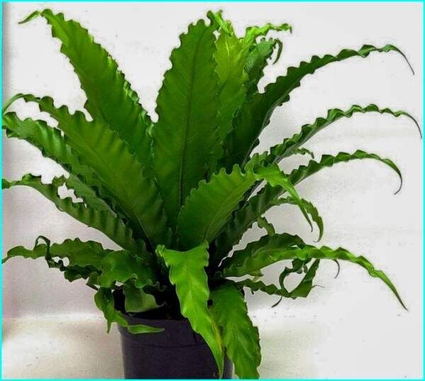 Асплениум: идеальный компаньон для вашего дома