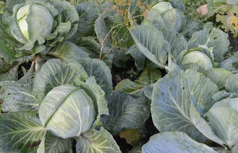 Когда лучше убирать капусту: советы для гарантии вкуса и качества