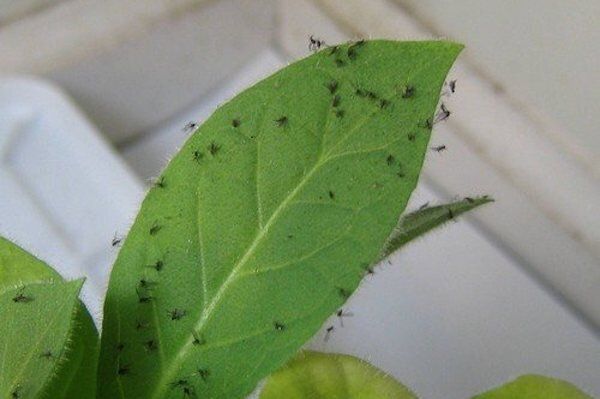 Эффективные методы борьбы с мошками в цветочных горшках