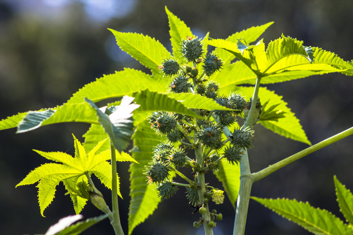 Клещевина: экзотика, которая украсит ваш сад