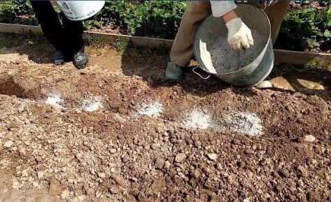 Зола как удобрение: особенности и подводные камни